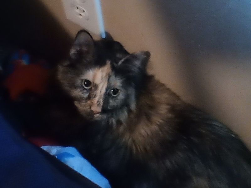 Random Cat