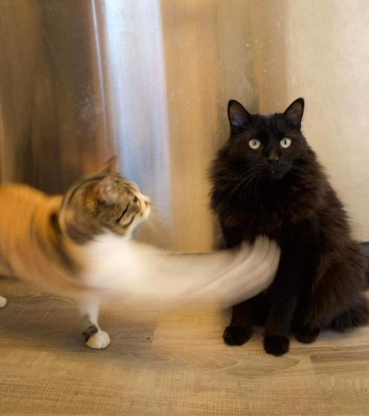 cat