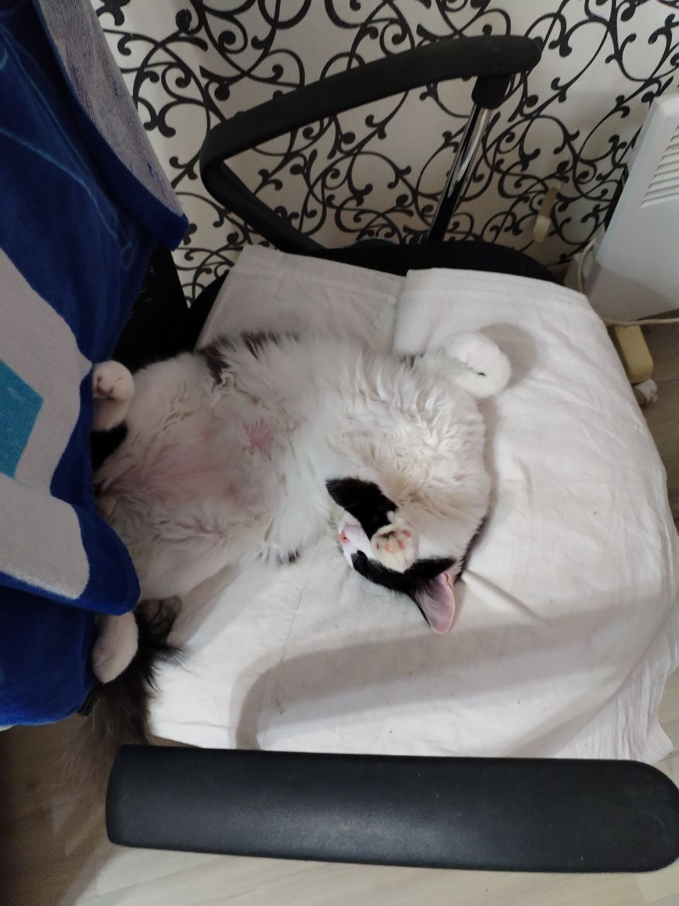Котик