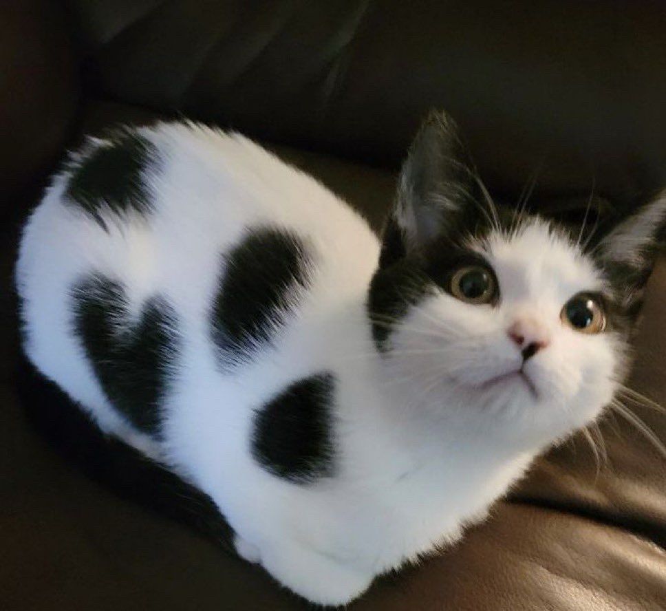 Котик