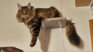 Kitty 2