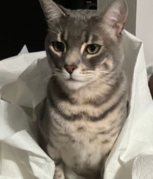 Kitty 3
