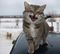 chat