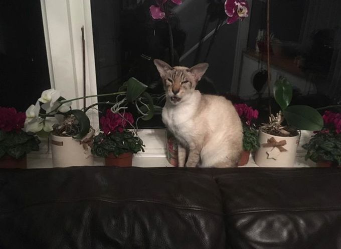 A random real cat photo
